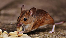 24 Hour & Emergency Exterminators in Leetonia, PA